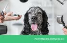 PELUQUERO CANINO| Descripción, Funciones, Competencias y Salario
